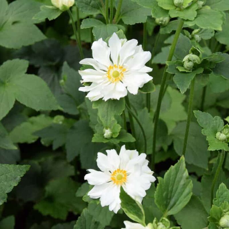 Anemone × hybrida 'Whirlwind' ---